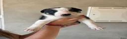 Mixed Breed dogs for sale: Kelpie cross Collie  - Advert 5