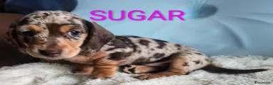 SUGAR