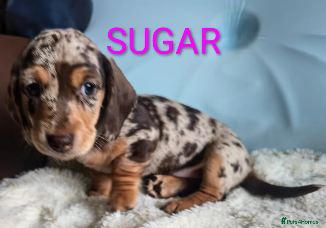 Miniature Dachshund dogs for sale: Adorable Mini Dachshund pups,KC Reg, DNA Tested in Poole - Advert 2