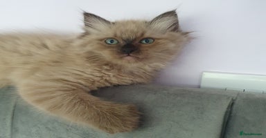 Ragdoll cats - Advert 7