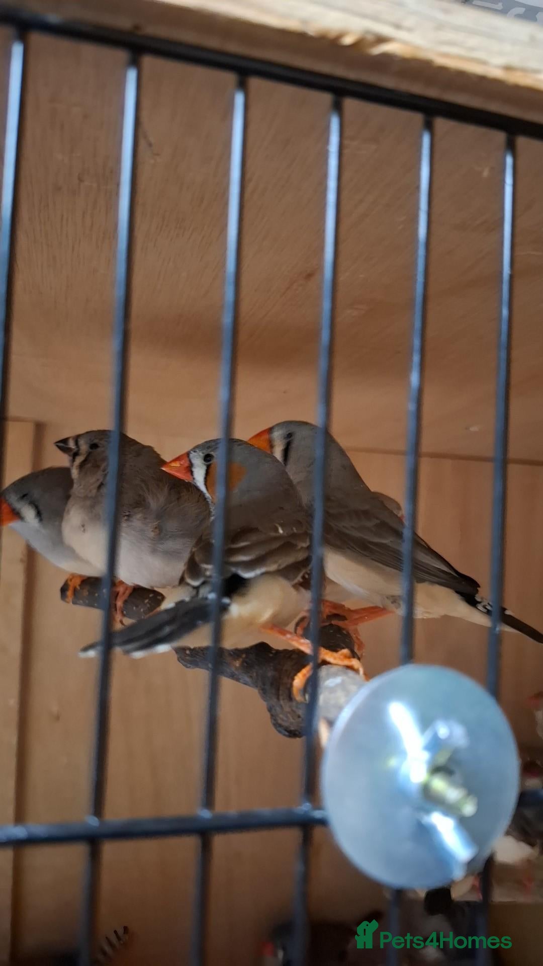 Finches birds Young mix zebra finches and other types available - Advert 1