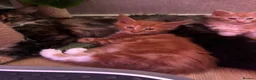 Maine Coon cats for sale: BEAUTIFUL MAINE COON KITTENS LOOKING FOR NEW HOME - Advert 2