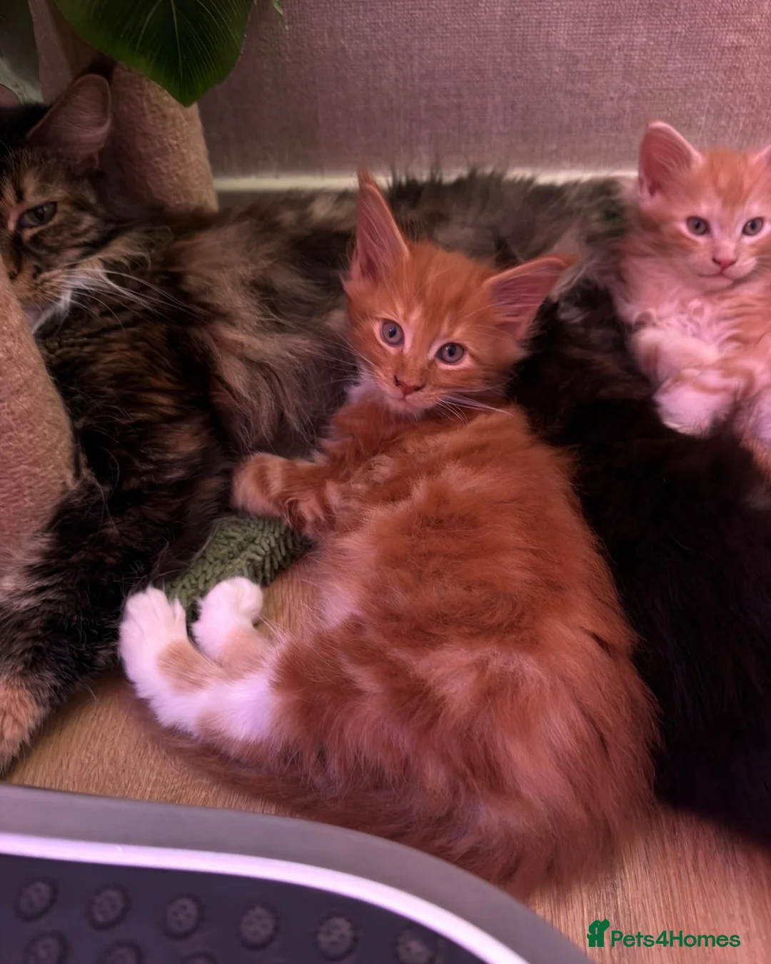 Maine Coon cats for sale: BEAUTIFUL MAINE COON KITTENS LOOKING FOR NEW HOME - Advert 2