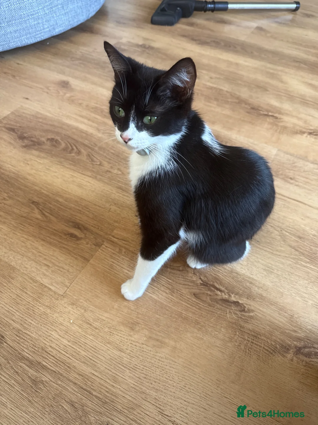 Mixed Breed cats for sale: Kittens in Sheerness - Advert 15
