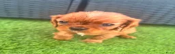 Cavalier King Charles Spaniel dogs for sale: Cavalier King Charles puppies - Advert 8