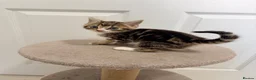 Mixed Breed cats for sale: 4 gorgeous kittens  - Advert 12