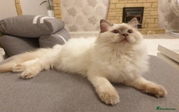 Ragdoll cats for stud: STUD! GCCF Active Registered BLUE POINT MALE STUD in Telford - Image 5