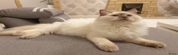 Ragdoll cats for stud: STUD! GCCF Active Registered BLUE POINT MALE STUD in Telford - Advert 5