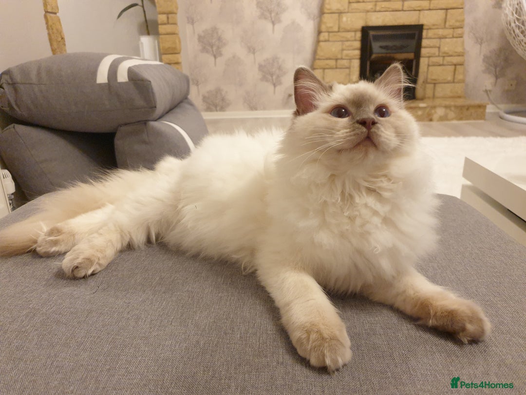 Ragdoll cats for stud: STUD! GCCF Active Registered BLUE POINT MALE STUD in Telford - Image 5