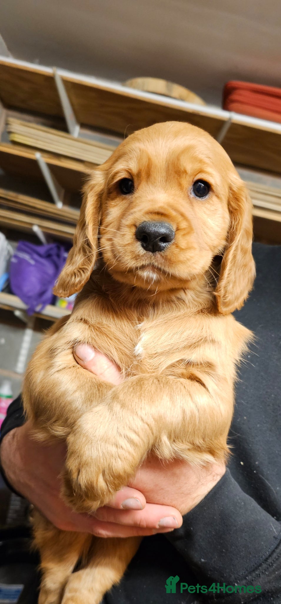 Cocker Spaniel dogs KC Reg working cocker spaniel puppies - Advert 10