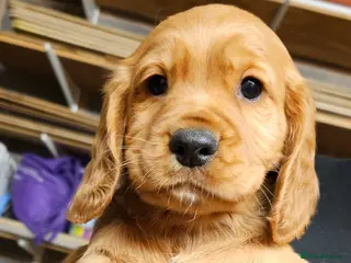 Cocker Spaniel dogs KC Reg working cocker spaniel puppies - Advert 10