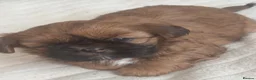 Shih Tzu dogs for sale: Stunning imperial shih tzu puppies  - Advert 9