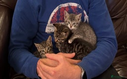 Mixed Breed cats for sale: Gorgeous kittens  - Image 10