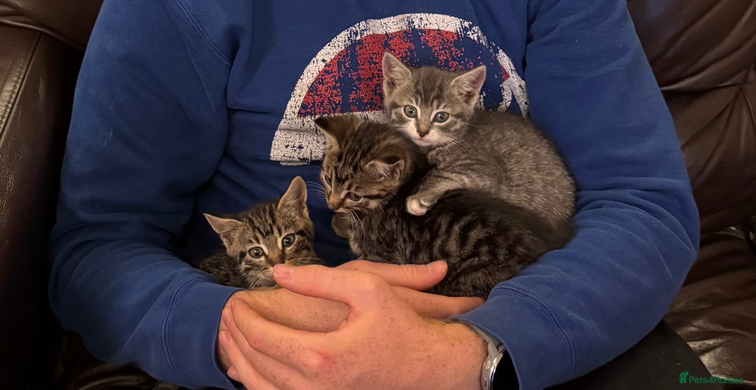 Mixed Breed cats for sale: Gorgeous kittens  - Image 10