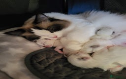 Ragdoll cats for sale: 🐾🩷*TICA REG* LYNX TABBY EU RAGDOLL KITTENS🩵🐾 - Image 28