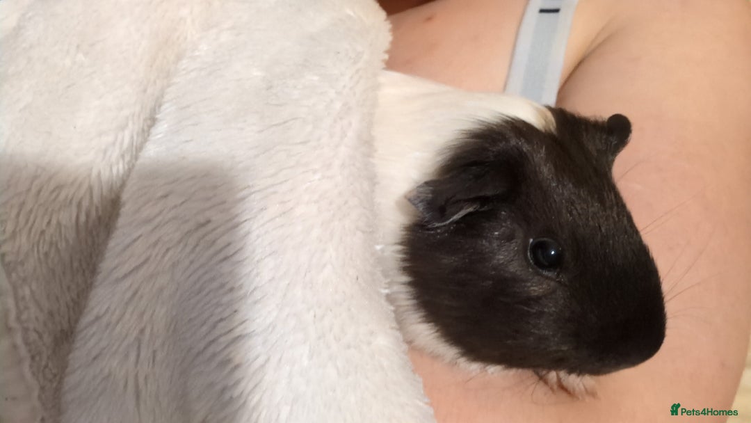 Guinea Pig rodents for sale: 2 Female Guinea Pigs  - Image 1