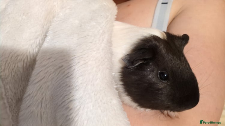 Guinea Pig rodents - Advert 9