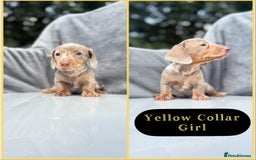 Miniature Dachshund dogs for sale: Ready to leave in 2 weeks - 7 miniature dachshunds - Image 6