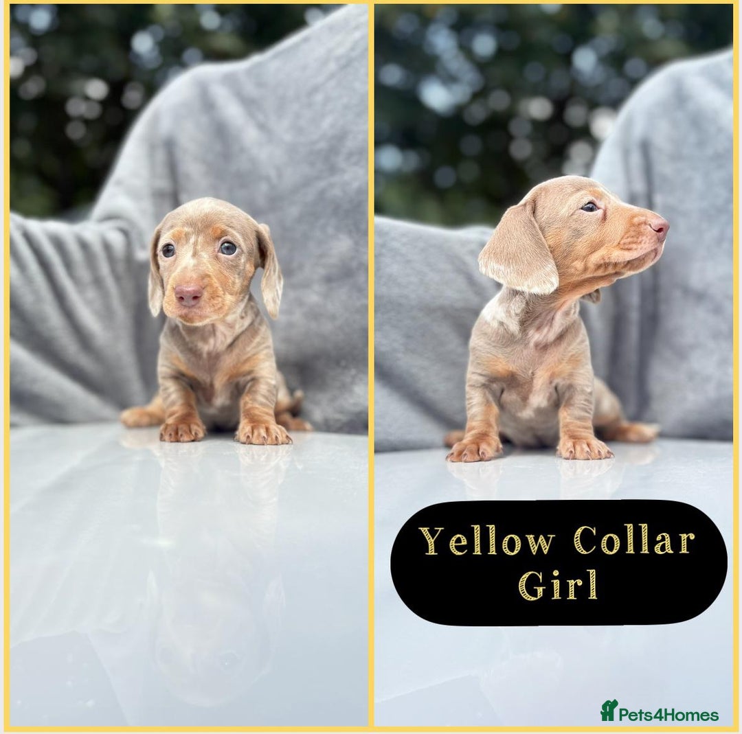Miniature Dachshund dogs for sale: Ready to leave in 2 weeks - 7 miniature dachshunds - Image 6