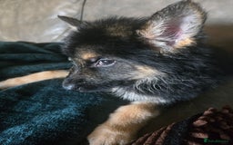 German Shepherd dogs for sale: German shepherd pups 3 boys 1 girl - Advert 3