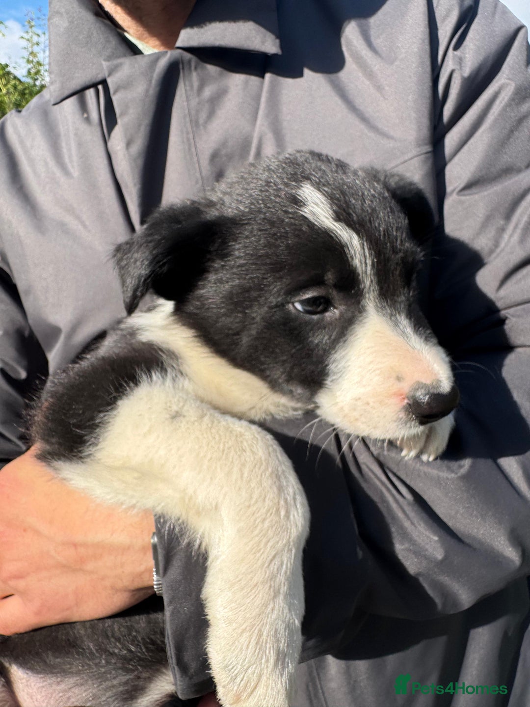 Border Collie dogs for sale: Mid Wales border collie pups  - Image 30