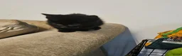 Mixed Breed cats for sale: 9 Kittens For Sale - Advert 4