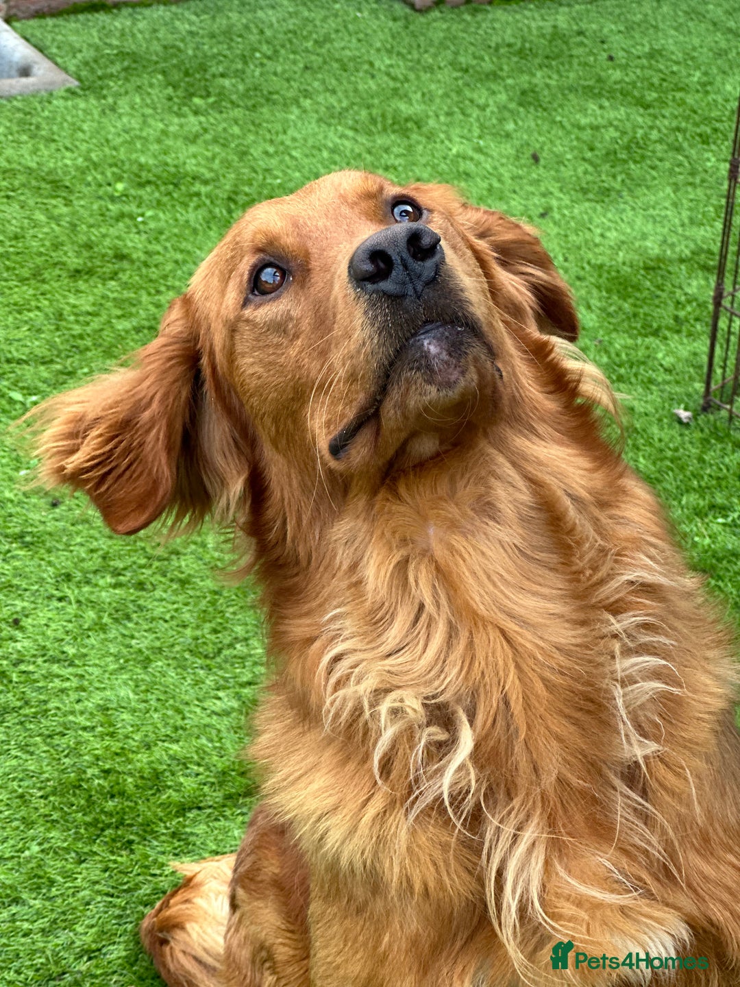 Golden Retriever dogs for sale: Dark Golden KC registered Golden retrievers - Advert 14