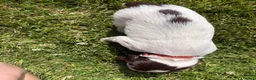 English Springer Spaniel dogs for sale: KC Registered Springer Spaniel Puppies - Advert 9
