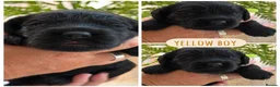 Mixed Breed dogs for sale: Beautiful double doodle puppies in Tredegar - Advert 19