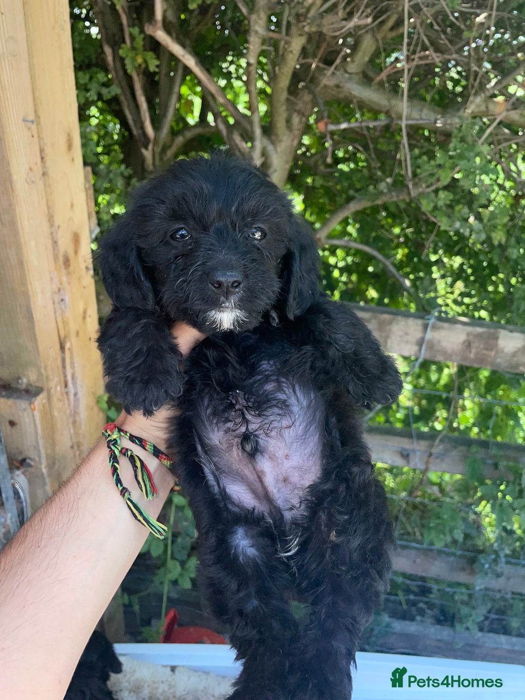 Doxiepoo dogs for sale: Doxiepoos - Image 9