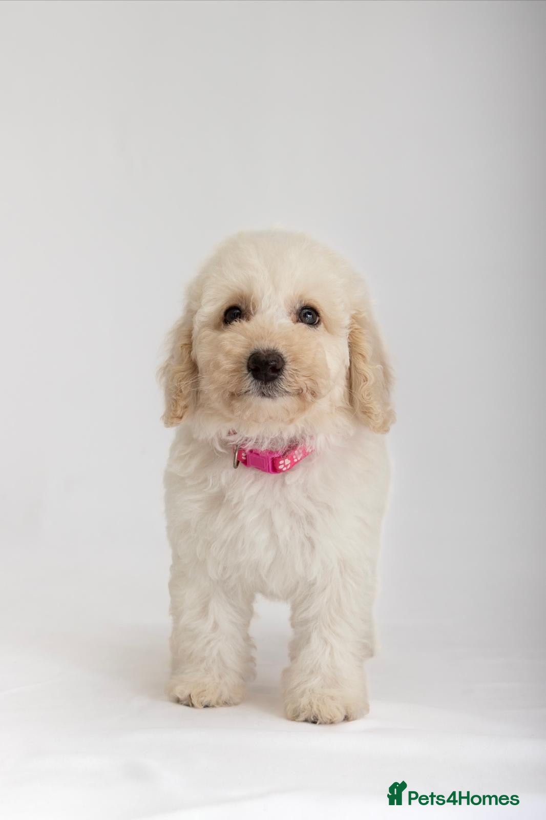Labradoodle dogs DNA Health tested F2B Miniature Labradoodle pups - Advert 2