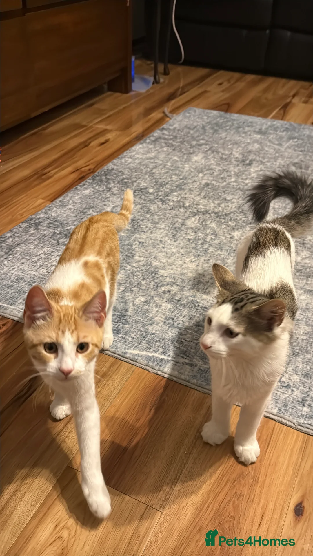 Mixed Breed cats for sale: Kittens for sale  - Advert 12