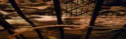 Sugar Glider rodents for sale: 3 beautiful sugar gliders looking for new home - Advert 11