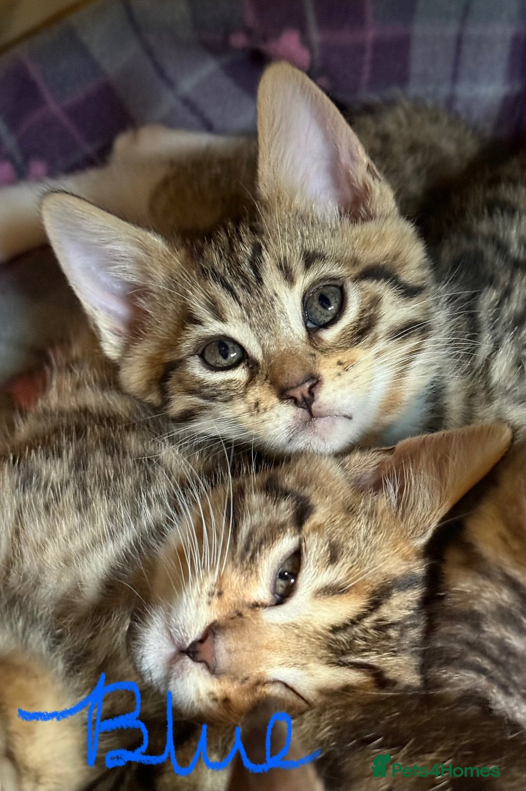 Mixed Breed cats for sale: Unique mix - Bengal x Maine Coon - Image 5