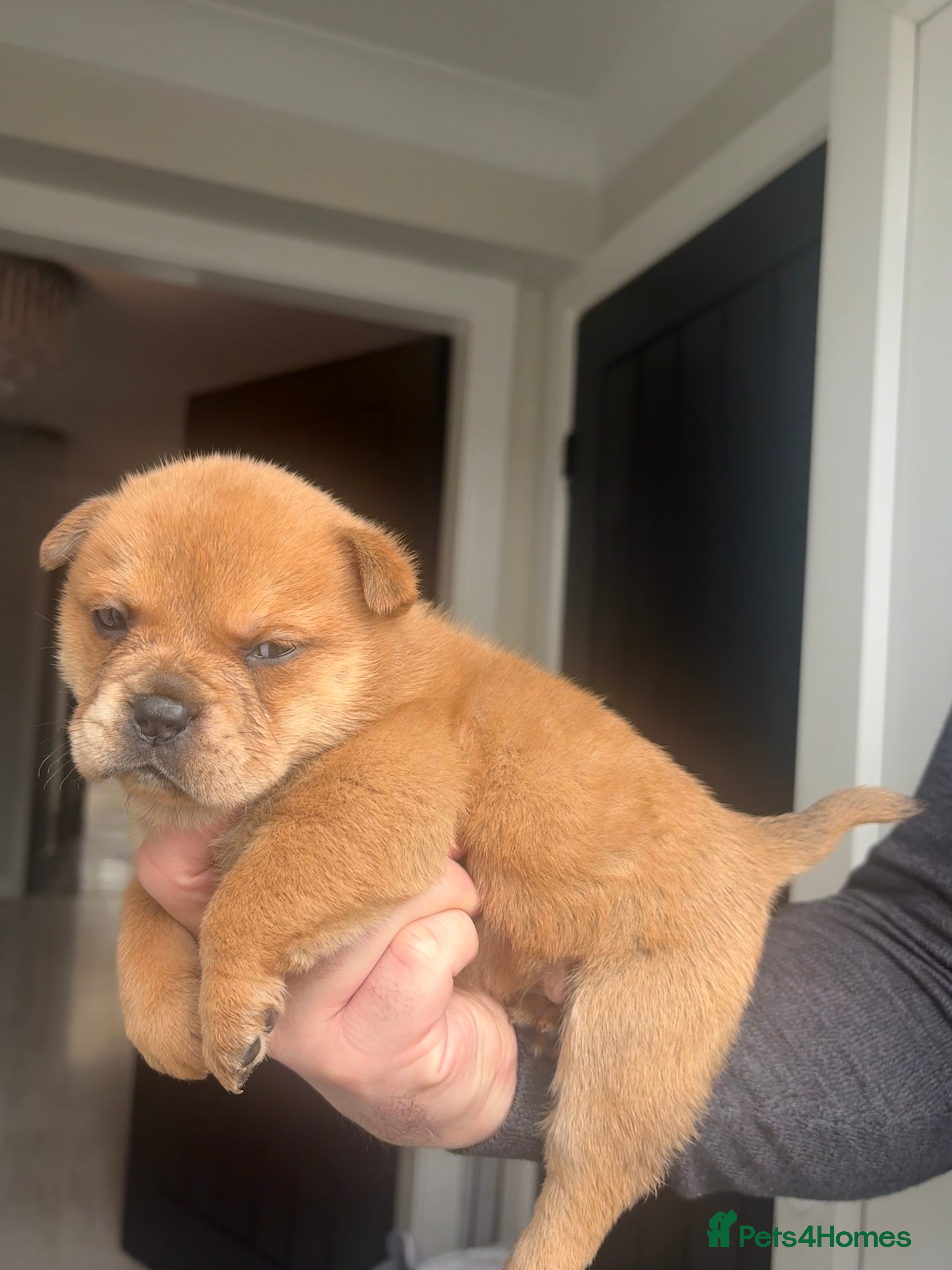 Mixed Breed dogs ** BEAR COAT FRENCHIES ** - Advert 9