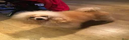 Toy Poodle dogs for stud: Apricot Toy Poodle Stud carries parti and phantom in Stockton-on-Tees - Advert 6
