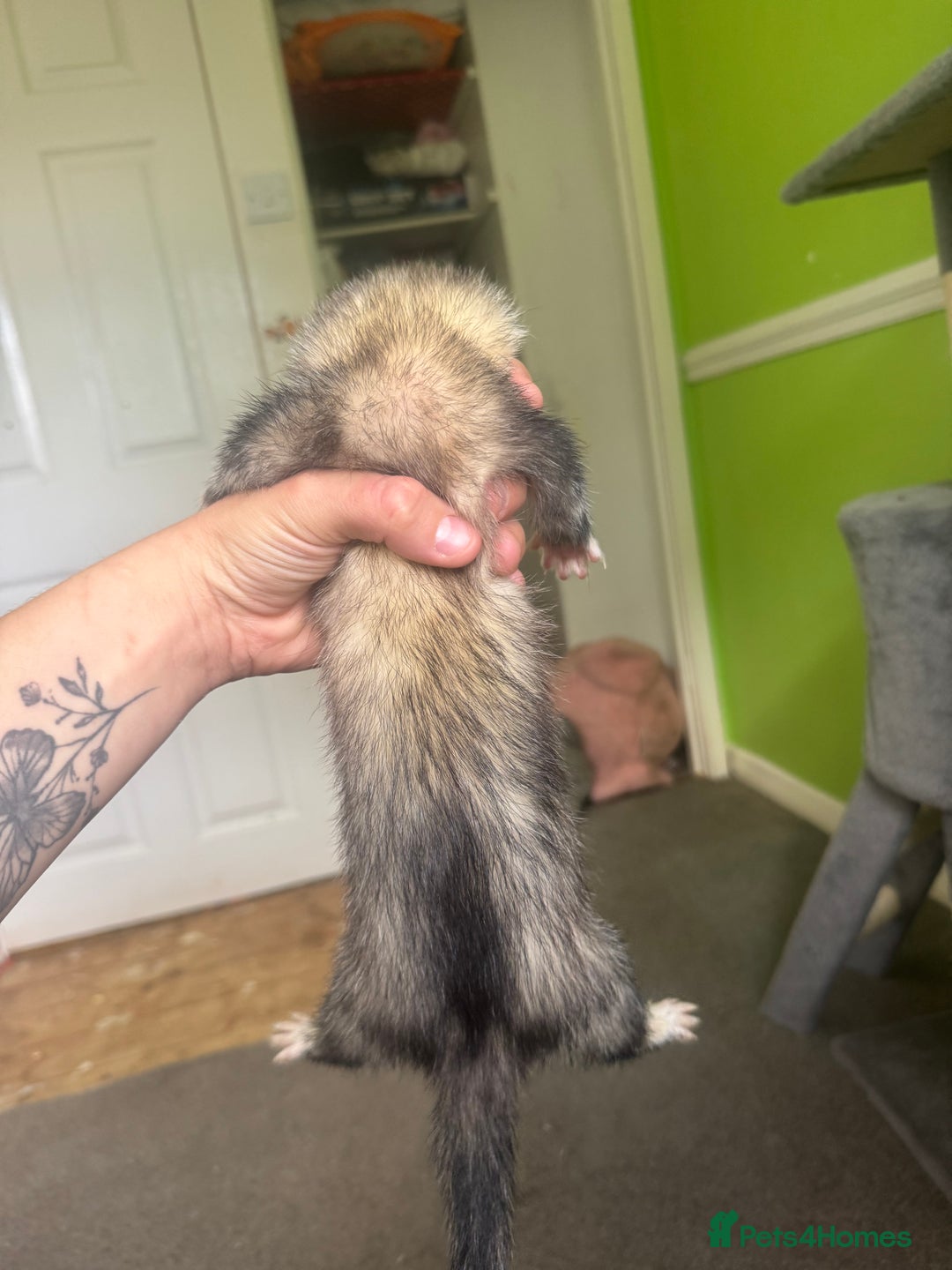 Ferret rodents for sale: Different ferret kits available  - Image 9