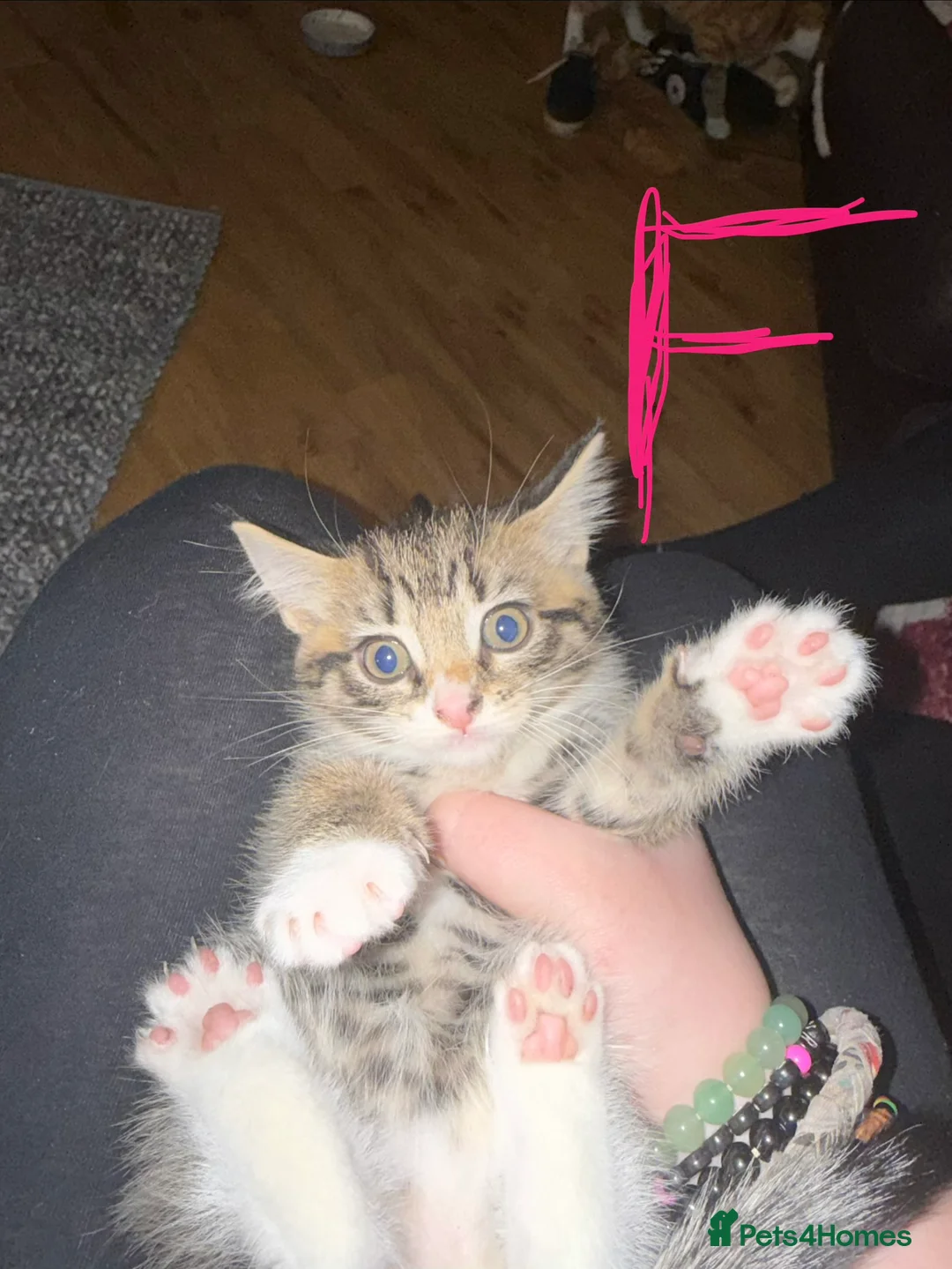Mixed Breed cats for sale: Maine Coon Cross Kittens. - Advert 7