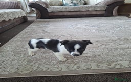 Mixed Breed dogs for sale: Jackahuahua - Image 11