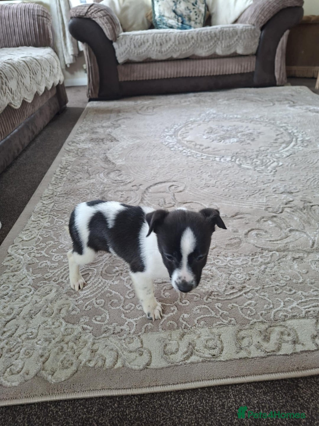 Mixed Breed dogs for sale: Jackahuahua - Image 11