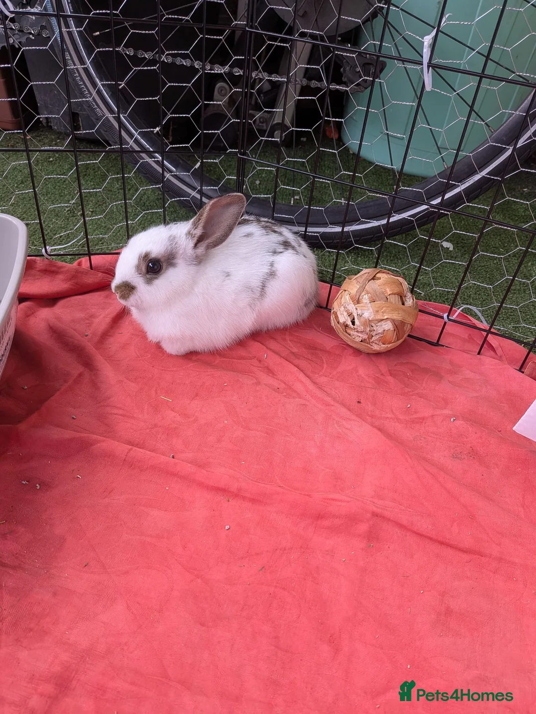 Mixed Breed rabbits for sale: Adorable bunny looking for a home in London - Advert 2