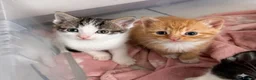 Mixed Breed cats for sale: Cute Kittens for sale - Advert 2