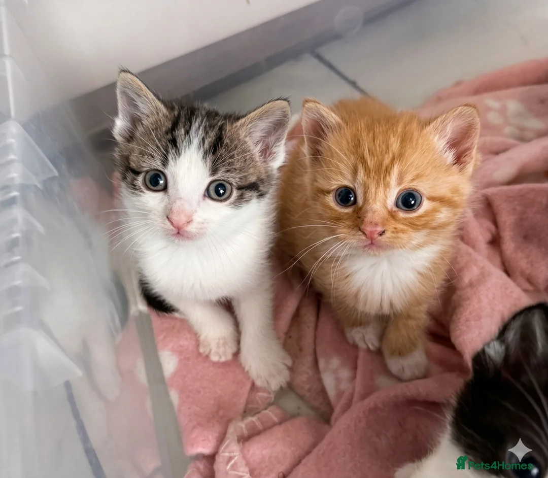 Mixed Breed cats for sale: Cute Kittens for sale - Advert 2