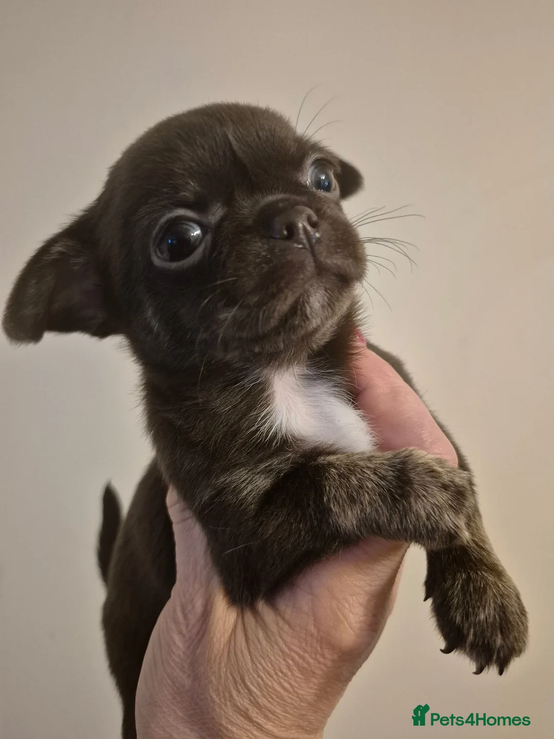 Chihuahua dogs for sale: KC puppies for sale  - Advert 26