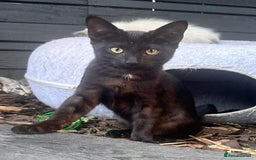 Savannah cats for sale: African bloodline, savanna kittens - Image 11