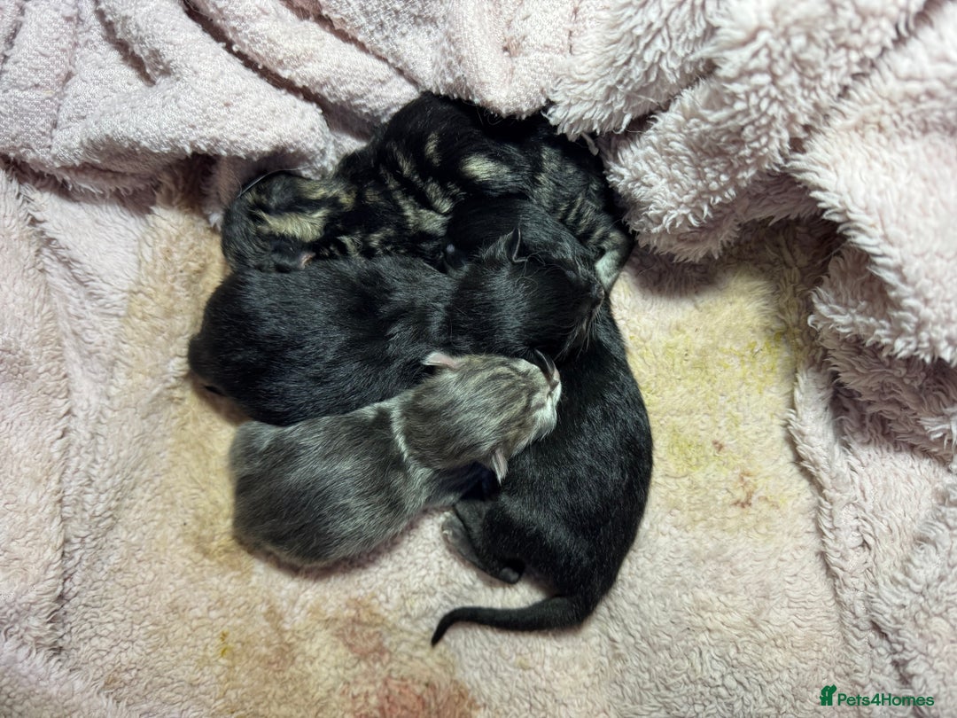 Ragdoll cats for sale: 2 Ragdoll cross Siberian  - Image 4