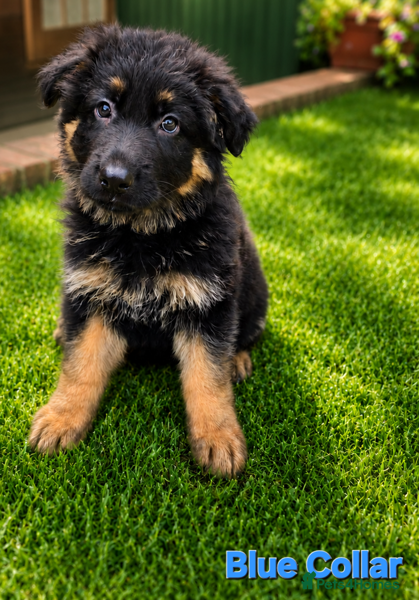 German Shepherd dogs 2 healthy straight back KC registered male GSP's  - Advert 2