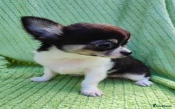 Chihuahua dogs for sale: Amazing Quality Long Coat Chihuahua puppies - Image 15