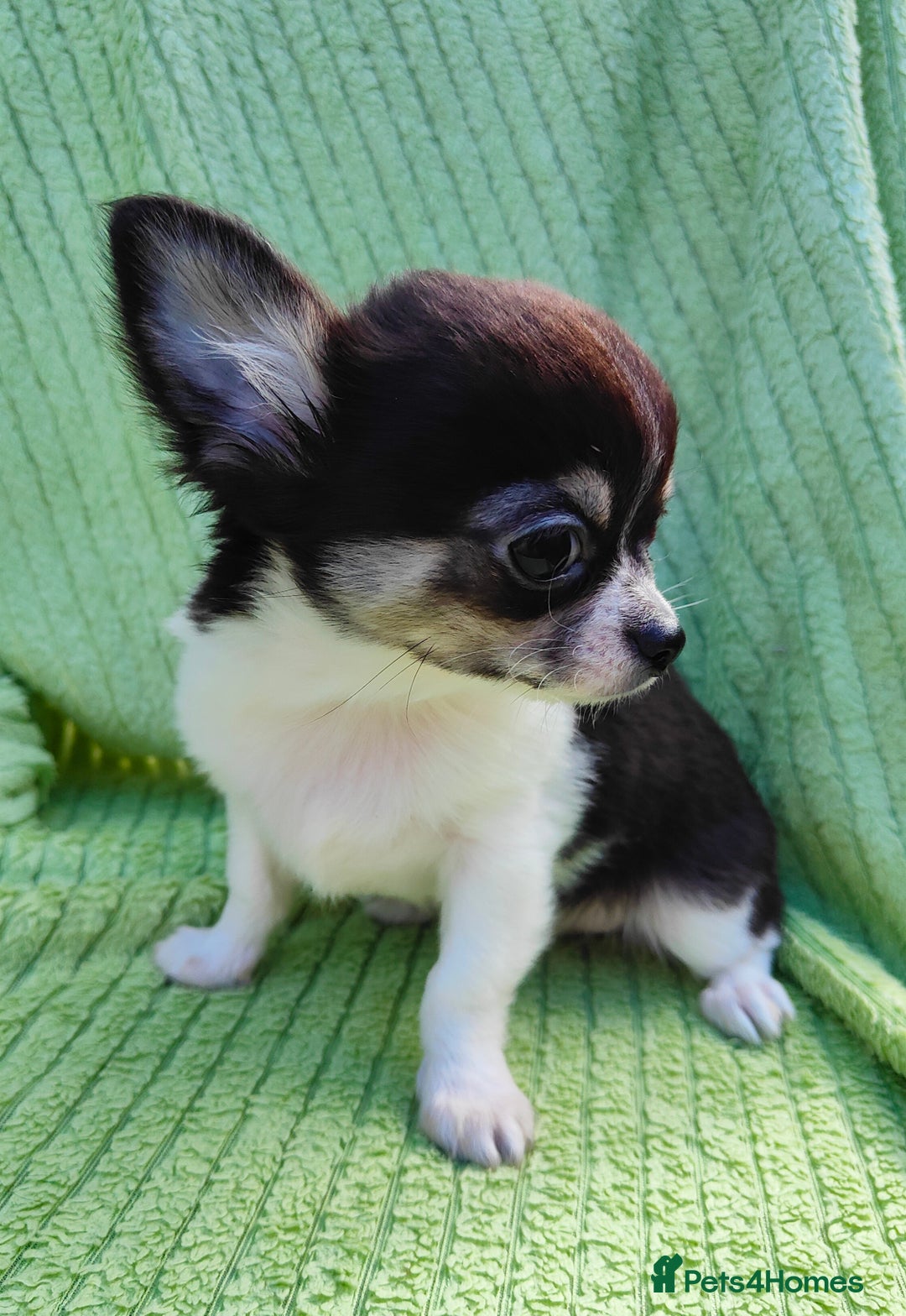 Chihuahua dogs for sale: Amazing Quality Long Coat Chihuahua puppies - Image 15