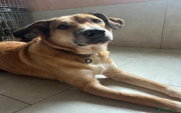 Mixed Breed dogs for adoption: Sara - Norwich Norfolk  - Image 8